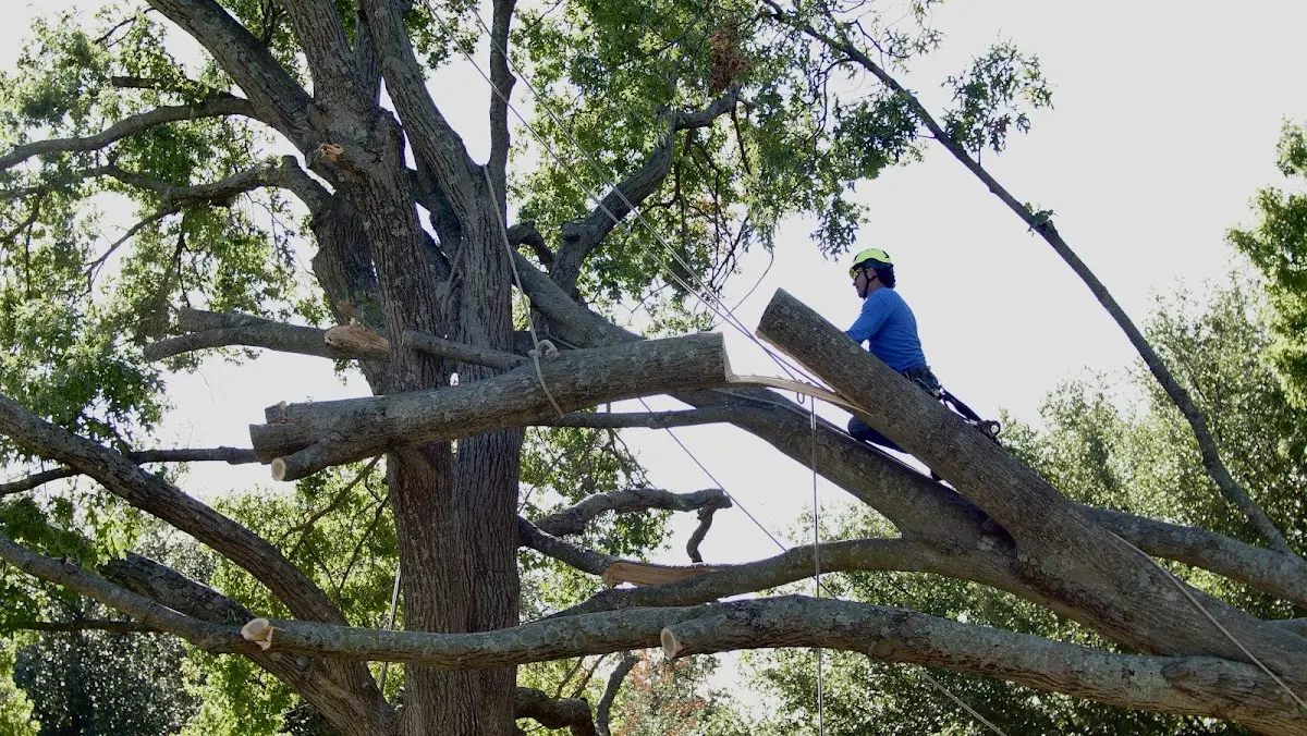 Professional Hazardous Tree Removal performed by certified arborists in Newbury