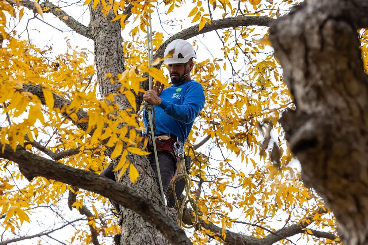 Skilled Tree Transplanting crew working in Newbury